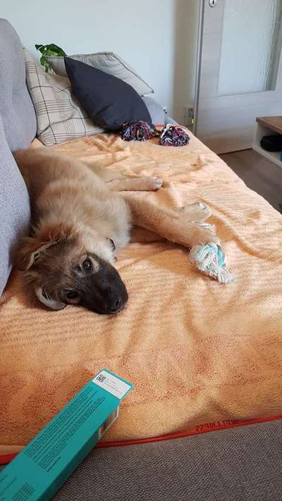 Welpe mit Giardien isst sein Futter nicht mehr-Beitrag-Bild