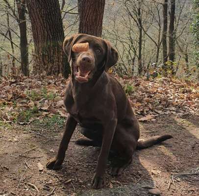 Challenge 23 : "  Euer Hund beim Frühlingserwachen "-Beitrag-Bild