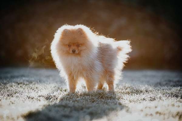 Dogorama Photo Challenge - Der Frühling kommt-Beitrag-Bild