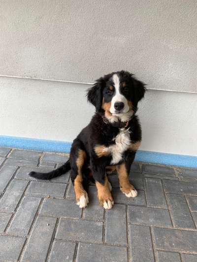 Berner Sennen-Beitrag-Bild