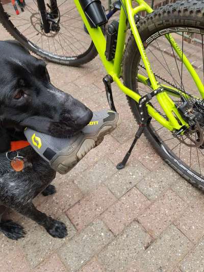Radfahren mit Hund-Beitrag-Bild