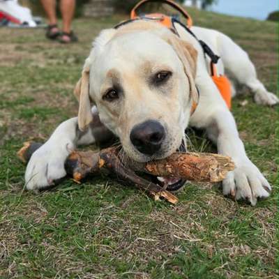 Hundetreffen-Labi Spielrunde-Bild