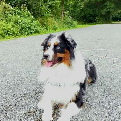 Hundetreffen-Suche freundliche Hundekontakte zum regelmäßigen Gassi gehen in Hannover Kleefeld oder auch Umgebung-Bild