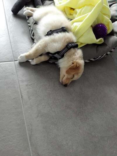 Welpen Bilder !-Beitrag-Bild