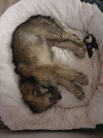 Welpen Bilder !-Beitrag-Bild