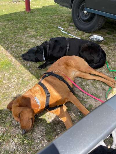 Hundetreffen-Einfach zusammen eine schöne Runde gehen-Bild