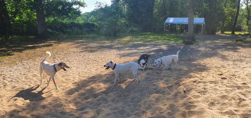 Hundeauslaufgebiet-Onkel Toms Hütte-Bild