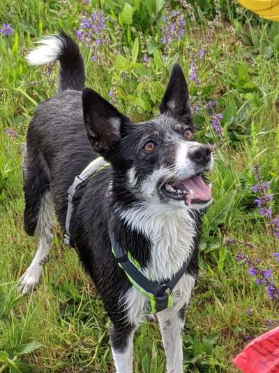 Die Dogorama Kalender Challenge Titelbild-Beitrag-Bild