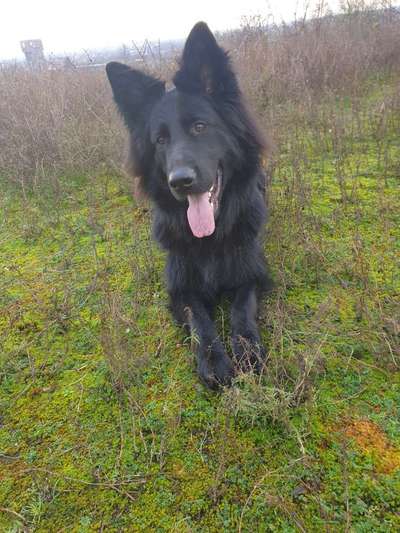 Schäferhund-Beitrag-Bild