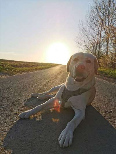 Dein Hund im Dogorama-Kalender 2021-Beitrag-Bild