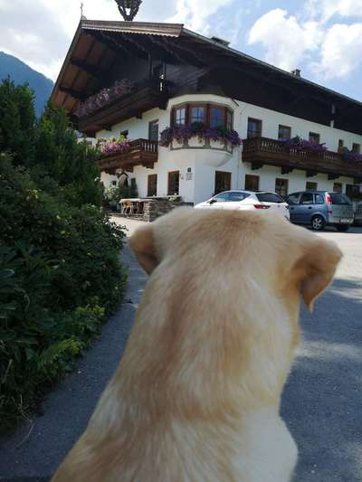 Urlaub mit Hunden, aber die sind unerwünscht.-Beitrag-Bild