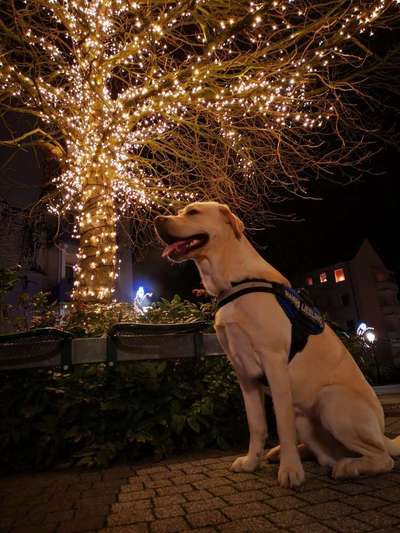 Dein Hund im Dogorama-Kalender 2021-Beitrag-Bild