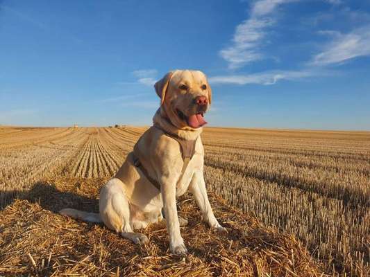 Dein Hund im Dogorama-Kalender 2021-Beitrag-Bild