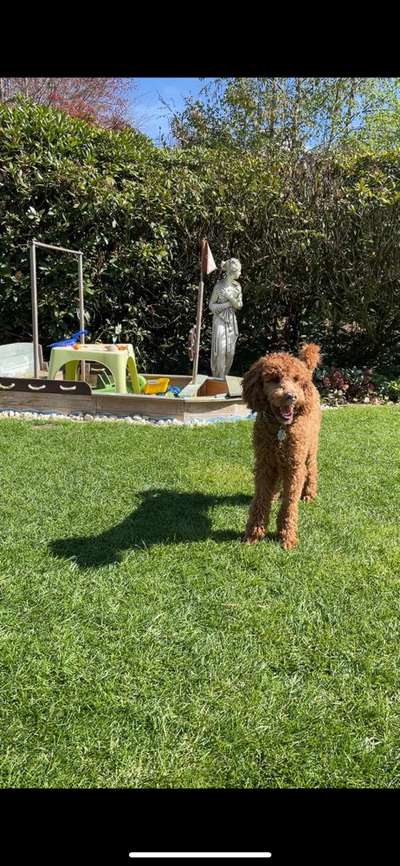 Handy Foto Challange Nr. 46  Happy Dog-Beitrag-Bild