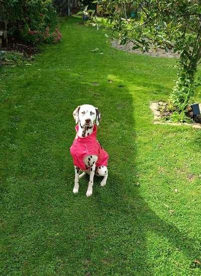 Hundetreffen-Spiel- und Spaßkameraden-Bild