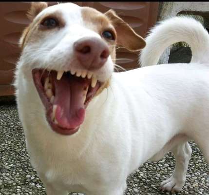 Lachen😀 eure Hunde auch so gerne😂-Beitrag-Bild