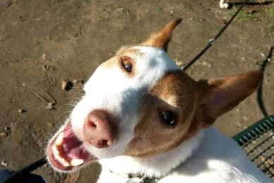 Lachen😀 eure Hunde auch so gerne😂-Beitrag-Bild