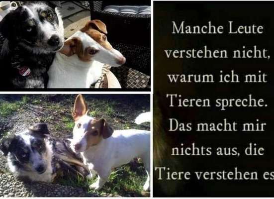 Hunde sind die beste Medizin-Beitrag-Bild