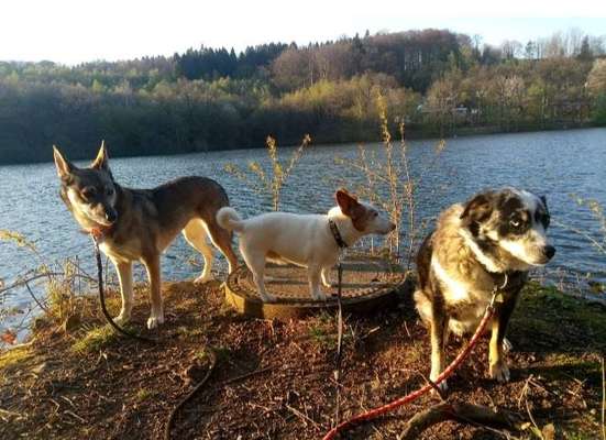 Mehrere Hunde zuhause !-Beitrag-Bild