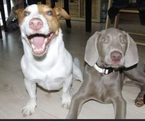 Lachen😀 eure Hunde auch so gerne😂-Beitrag-Bild