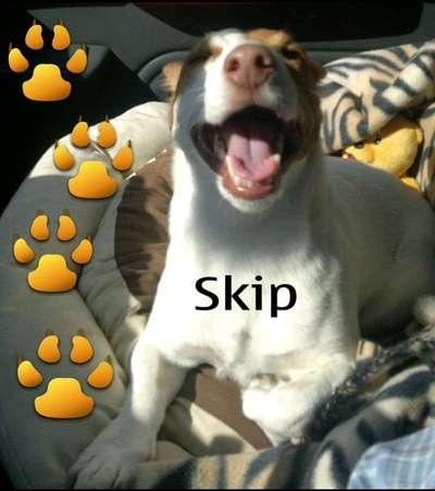 Lachen😀 eure Hunde auch so gerne😂-Beitrag-Bild