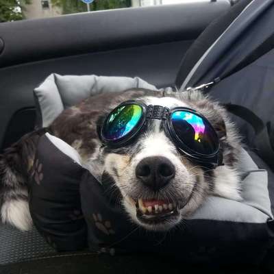 Lachen😀 eure Hunde auch so gerne😂-Beitrag-Bild