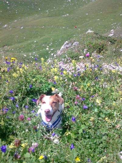 Challenge 23 : "  Euer Hund beim Frühlingserwachen "-Beitrag-Bild