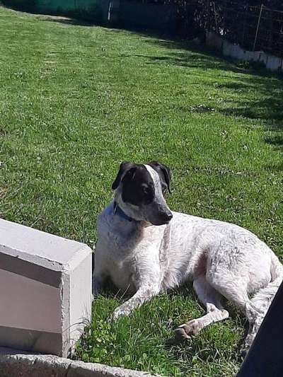 Englisch Pointer Mischlinge 🐶🐾-Beitrag-Bild