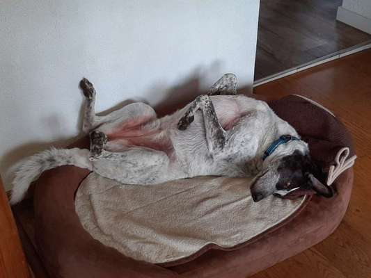 Englisch Pointer Mischlinge 🐶🐾-Beitrag-Bild