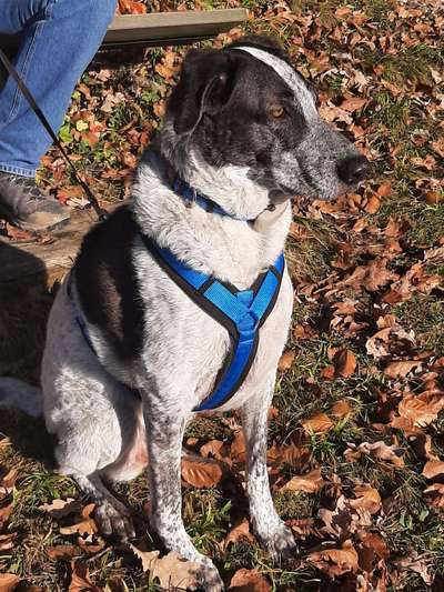 Englisch Pointer Mischlinge 🐶🐾-Beitrag-Bild