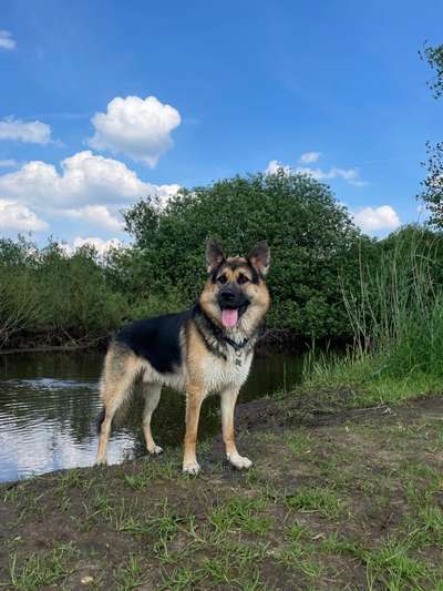 aktuelles Foto Gruppe Shepsky (Schäferhund-Husky-Mischlinge)