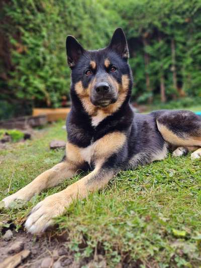 Hundetreffen-Spielkumpel für Toni-Bild