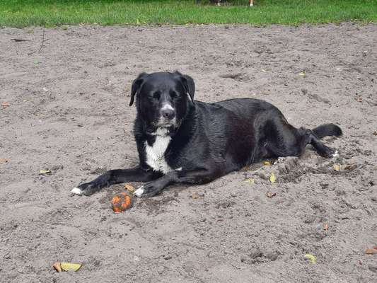 Hundetreffen-Sozialwalk, Spielerunden-Bild