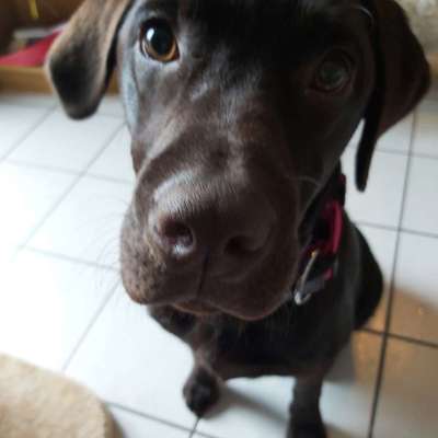 Hundetreffen-Suche Leute zum laufen und Spielkameraden für molly