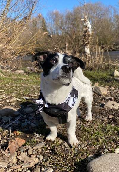 Wo sind die Jack und Parson Russell Terrier?-Beitrag-Bild