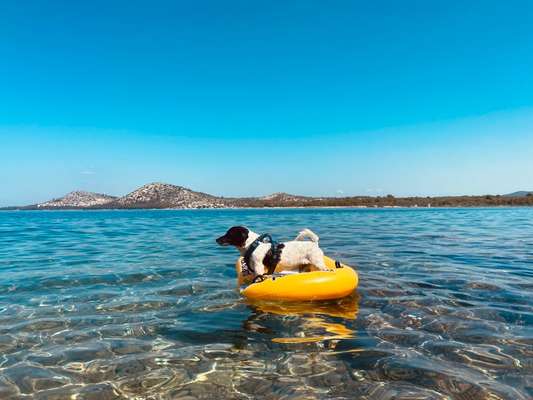 Die Dogorama Wochen Challenge-Beitrag-Bild