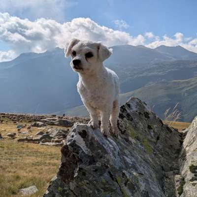 Hundetreffen-Jemand Lust auf Spiel und Gassi? ;)-Bild