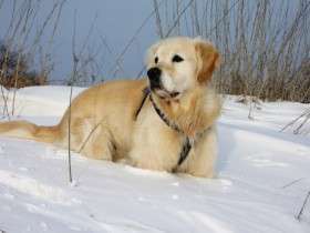 Wo sind die Golden Retriever Liebhaber?-Beitrag-Bild