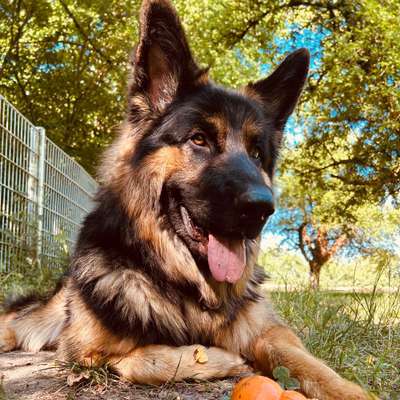 Hundetreffen-Gassi und Spielen-Bild