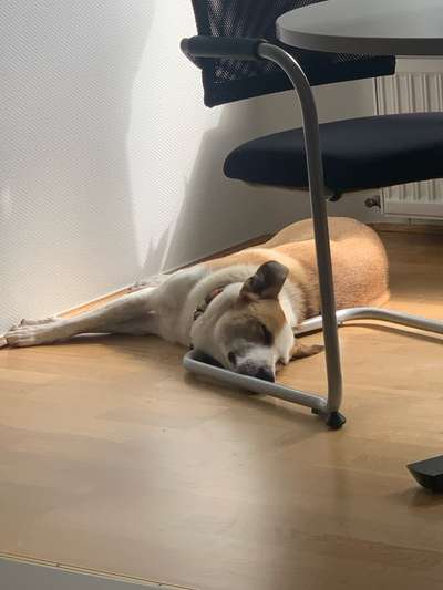 Bürohund nie mehr ohne-Beitrag-Bild