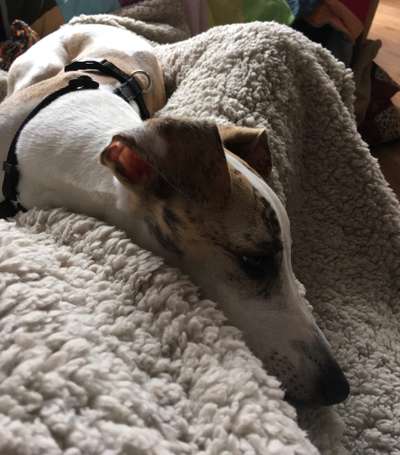 Windhundtreffen - PLZ-Beitrag-Bild