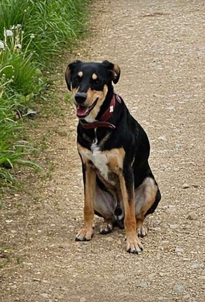 Bracke und Bracke-Mix nicht jagdlich geführt-Beitrag-Bild