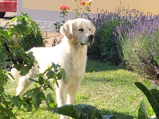Wo sind die Golden Retriever Liebhaber?-Beitrag-Bild