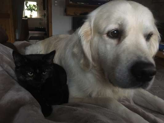 Golden Retriever-Beitrag-Bild