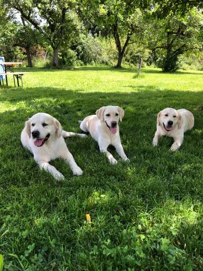 Golden Retriever-Beitrag-Bild