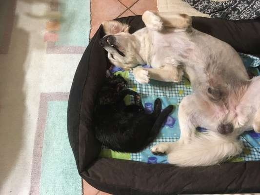 Golden Retriever-Beitrag-Bild