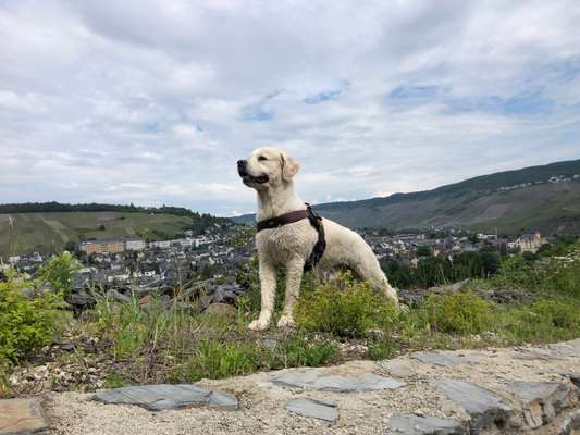 Wo sind die Golden Retriever Liebhaber?-Beitrag-Bild