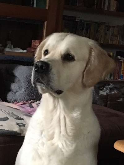 Wo sind die Golden Retriever Liebhaber?-Beitrag-Bild