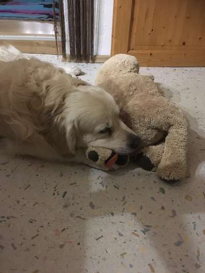 Golden Retriever-Beitrag-Bild