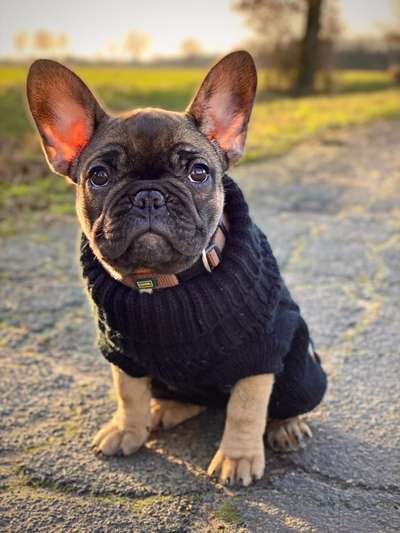 Welpen Bilder !-Beitrag-Bild